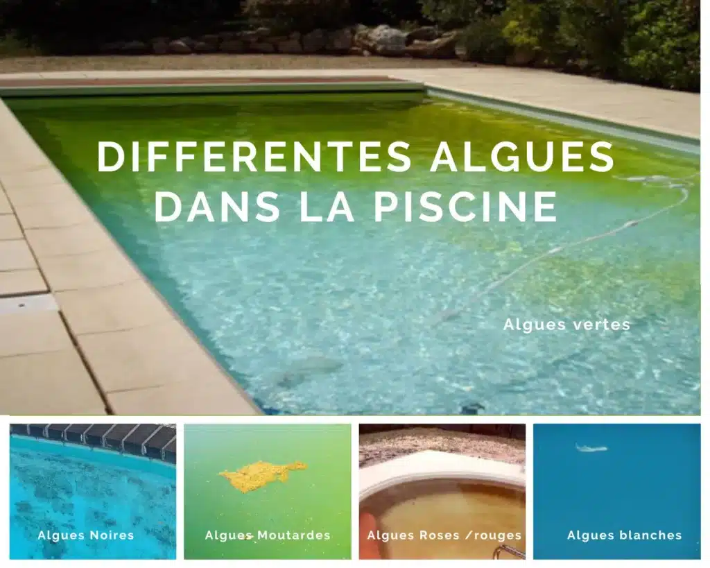 Pour éradiquer les algues dans une piscine il faut savoir reconnaitre le type d'algue. Images avec différentes sortes d'algues : algue verte, algue moutarde, algue rose, algue blanche. 